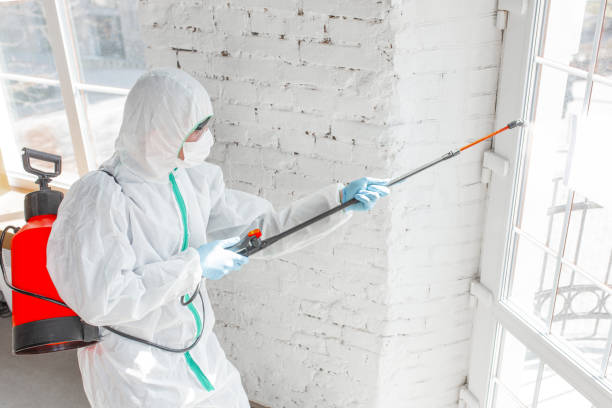 Best Residential Mold Inspection & Testing in Hilton, NY